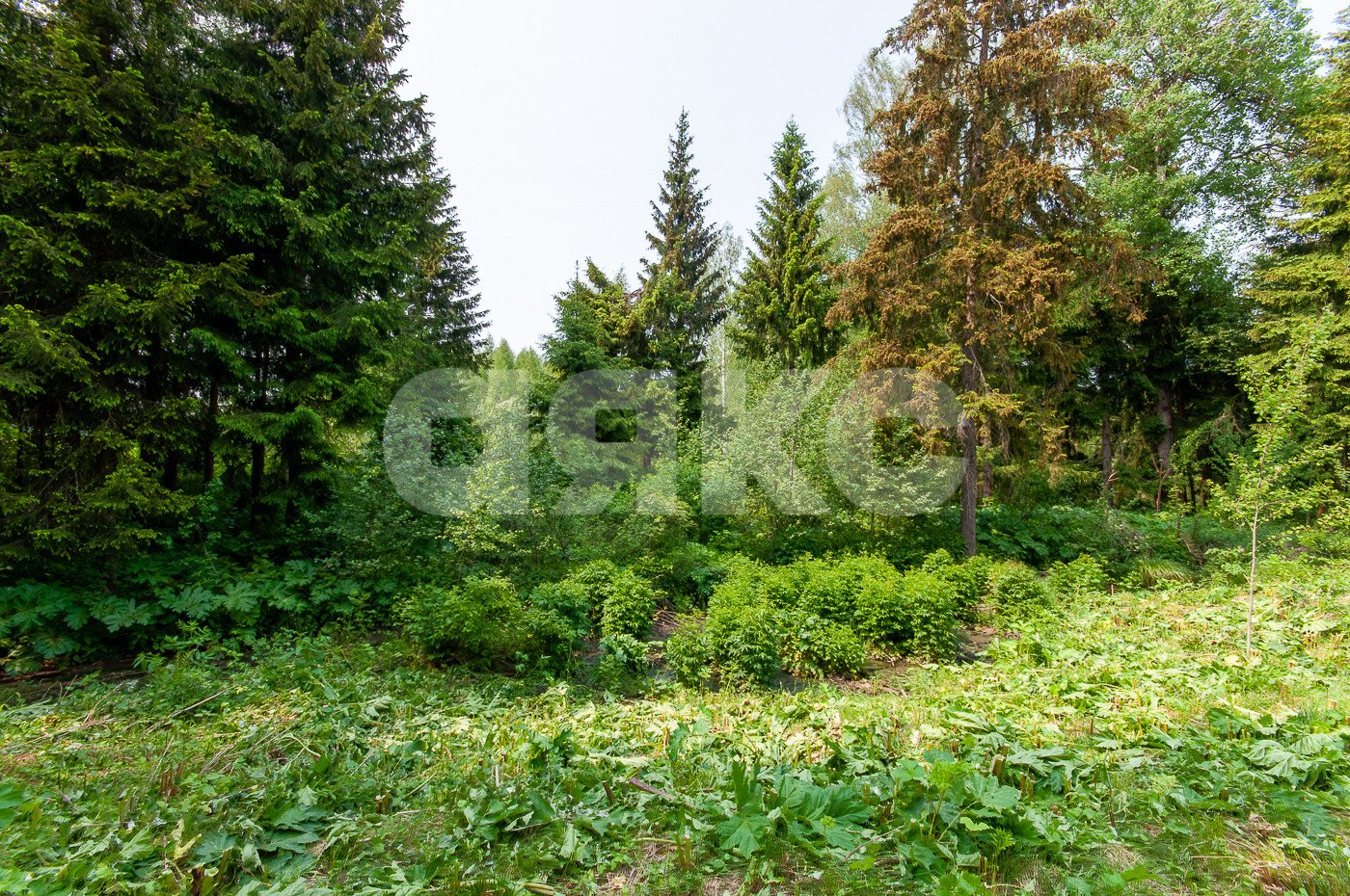 Фото №8: Земельный участок под ИЖС 1553 сот. - Московская область Дмитровский муниципальный округ