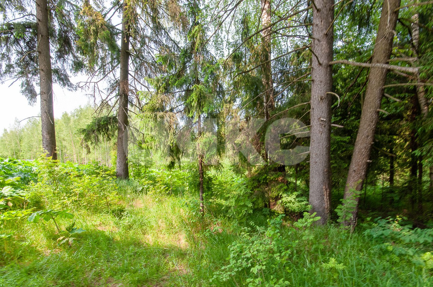 Фото №5: Земельный участок под ИЖС 1553 сот. - Московская область Дмитровский муниципальный округ