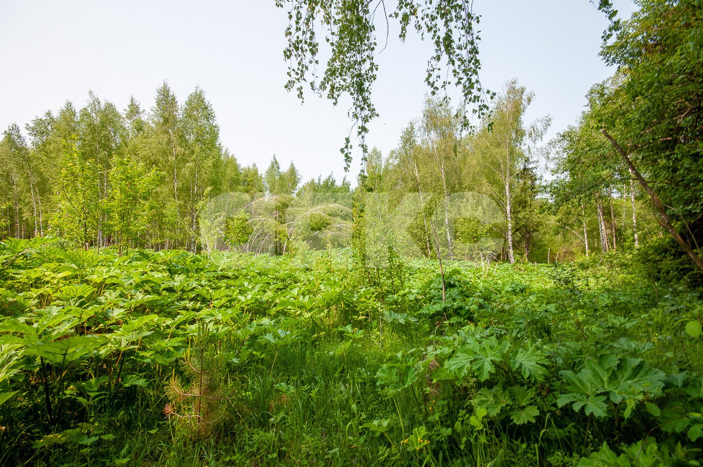 Фото №1: Земельный участок под ИЖС 1553 сот. - Московская область Дмитровский муниципальный округ